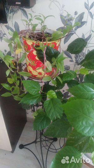 Традесканция