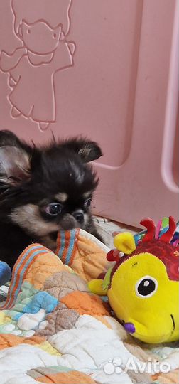 Чихуахуа мальчик