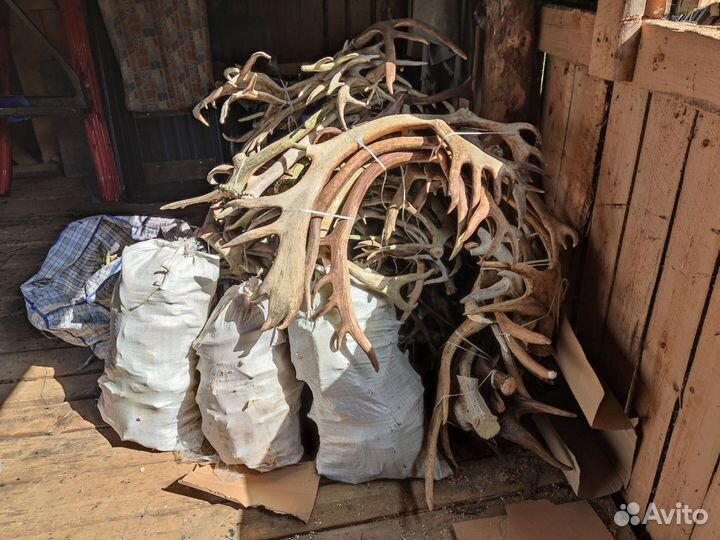 Продам рога лося