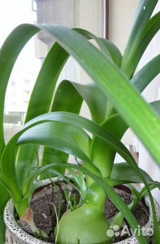 Индийский лук(лук хирург)