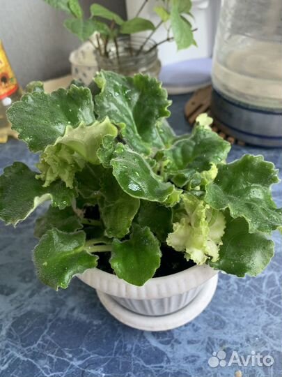 Фиалка медный всадник, клеродендрум