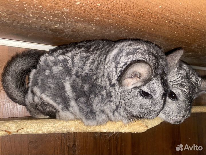 Шиншилла самка отдам-Зеленоград