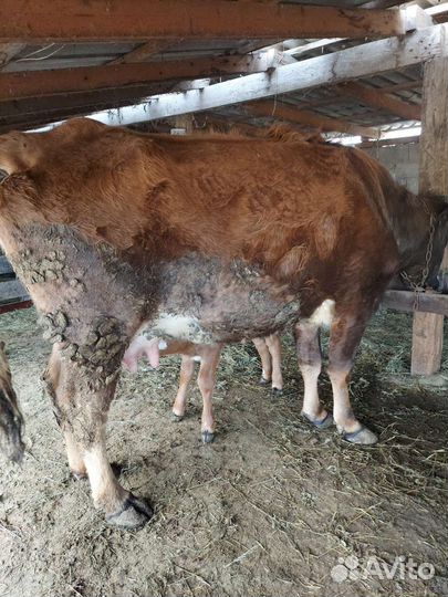 Корова с теленком