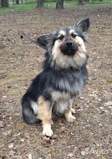 Собака в приюте