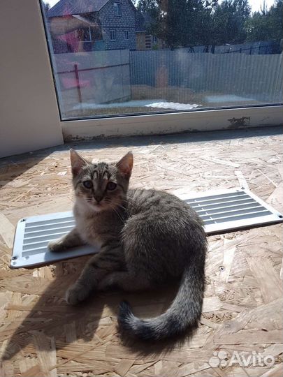 Котята в дар бесплатно