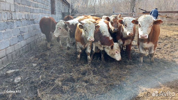 Бычки на дорошивание