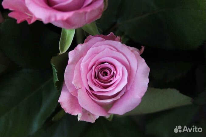 Роза одноголовая букет опт