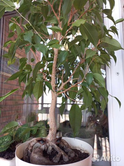 Фикус бенджамина