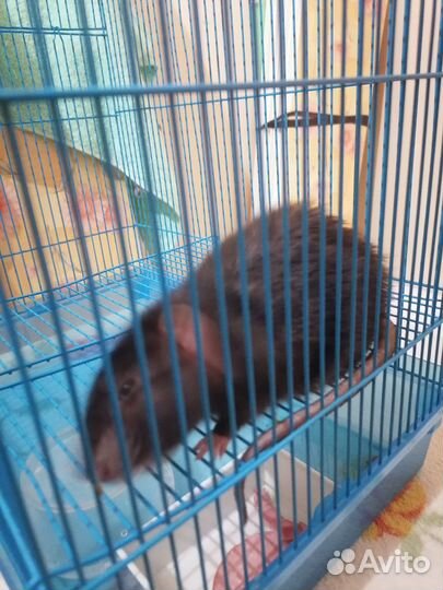 Декоративная крыса в добрые руки