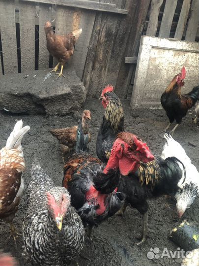 Петух голошейки