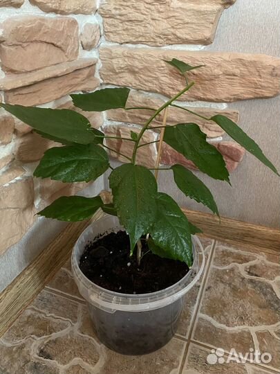 Гибискус махровый, китайская роза (красный )