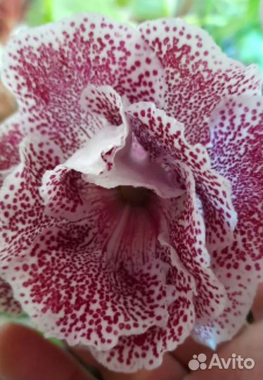 Клубни глоксиний