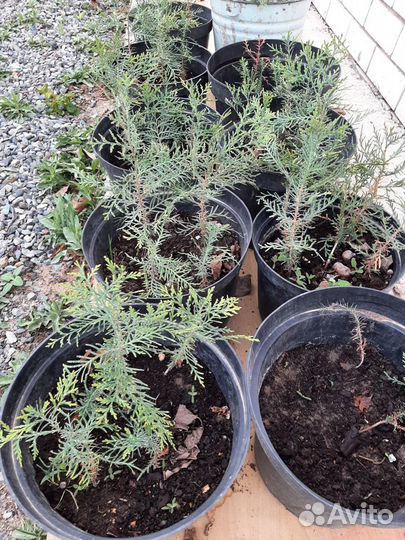 Хвойные растения