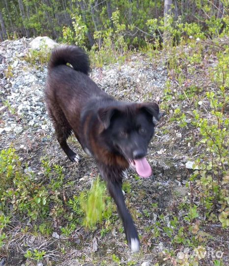 Собака в добрые руки щенок мальчик