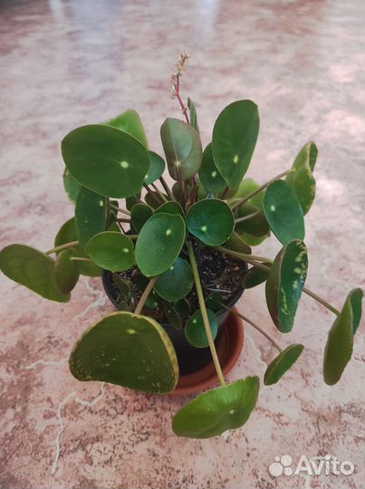 Пилея пеперомиевидная