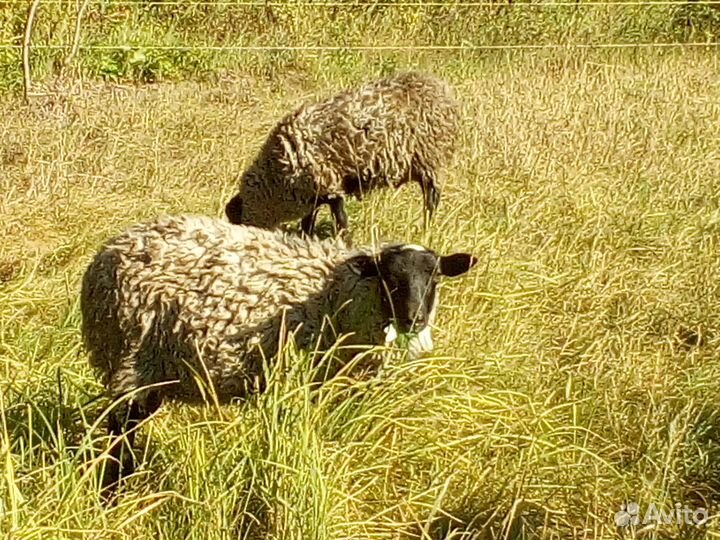Овцы бараны ягнята