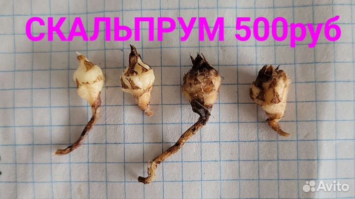 Клубни алоказий