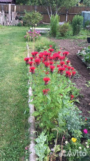 Монарда/эхинацея взрослый корень- быстро обрастает