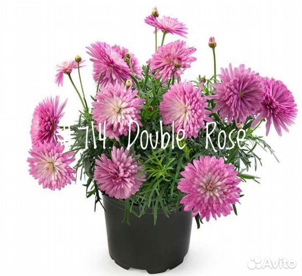 Аргирантемум Вегетативный (в ассортименте)