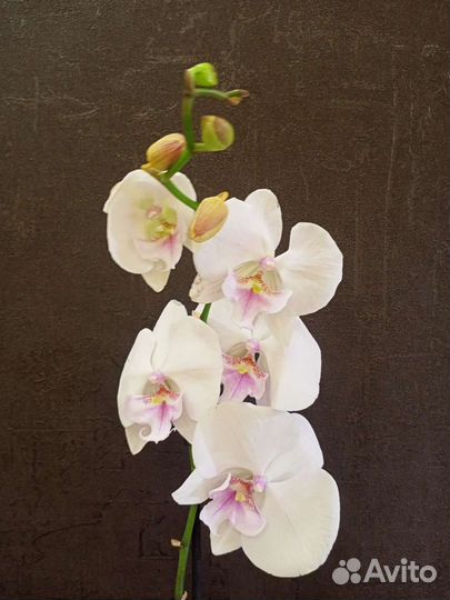 Орхидея Биг-Лип цветок 
