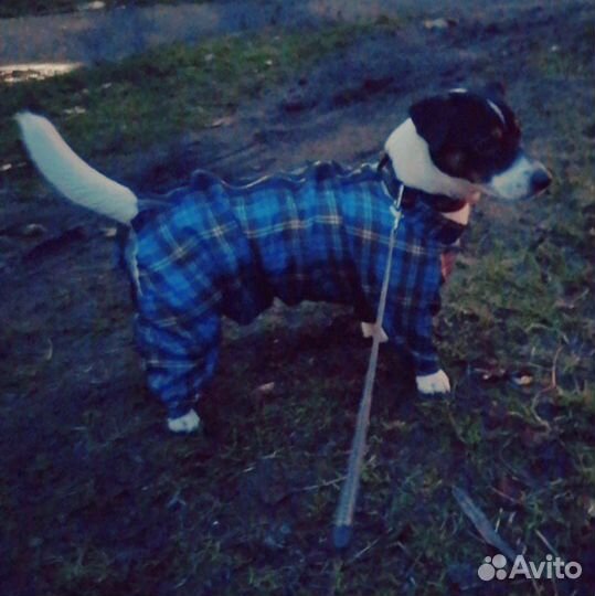 Джек Рассел терьер