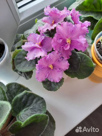 Фиалки, жби