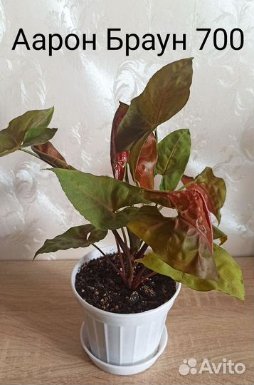 Марбл Квин,Марбл Эппл, сингониум Аарон Браун