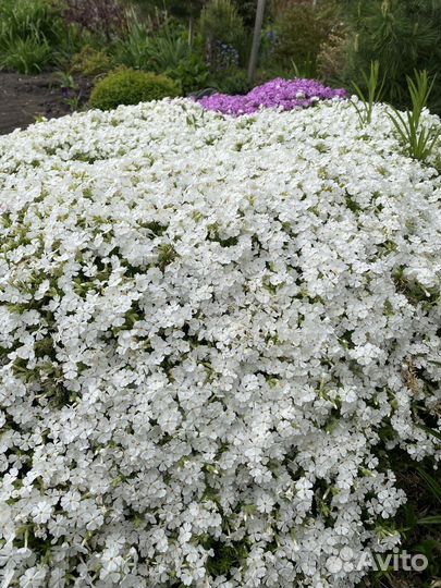 Флокс шиловидный-весенний хит