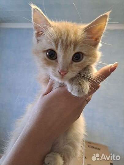 Котёнок мальчик