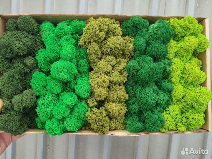 Стабилизированный мох ягель, панно