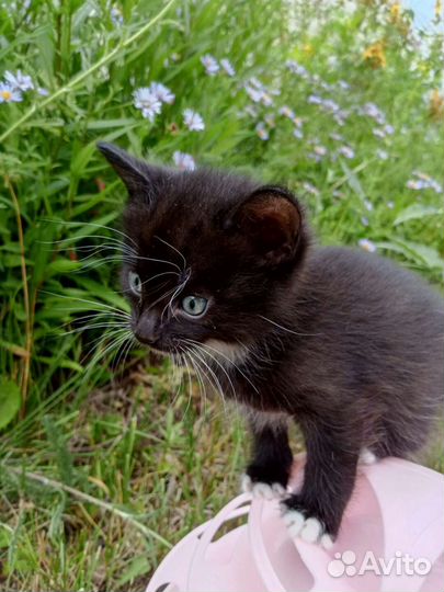 Прекрасные котята ищут любящий дом