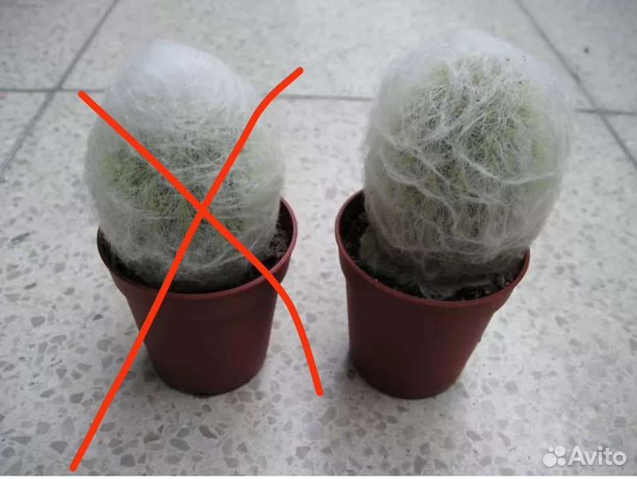 Кактусы и суккуленты