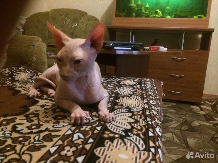 Канадский сфинкс вязка