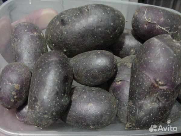 Картофель Фиолетовый, Голубой Дунай, сынок, и др