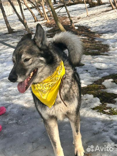 Гром из приюта ищет дом