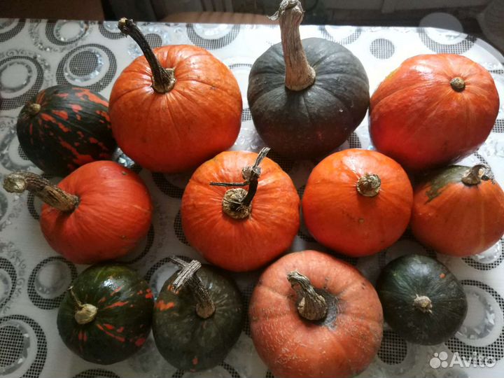 Тыква декоративная