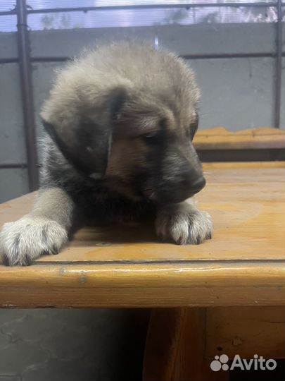 Собака немецкая овчарка