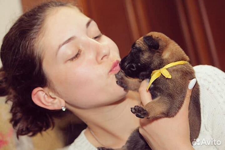 Услуги кинолога