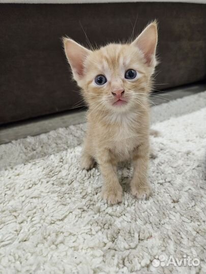Котенок в добрые руки