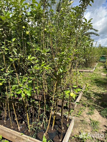 Яблоня Конфетное