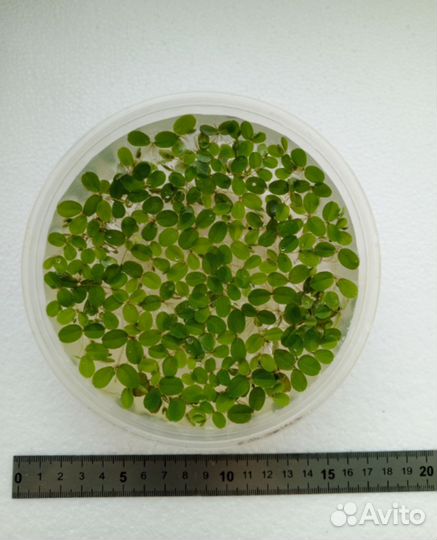 Аквариумные растения Сальвиния