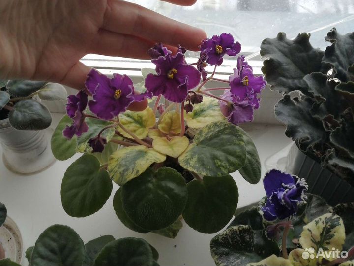 Детки, взрослые, листья