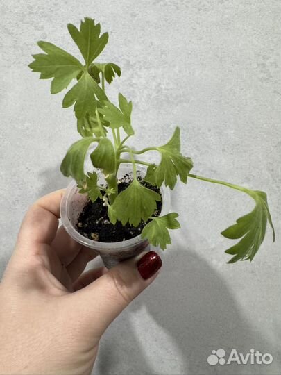 Пеларгония герань