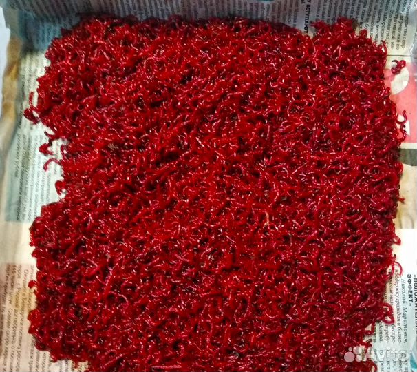 Мотыль. Червь навозный. Выползок. Всё для рыбалки