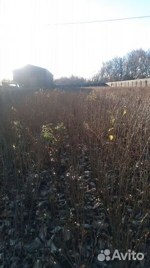 Декоративные деревья и кустарники