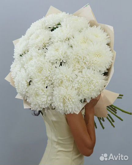 Цветы хризантемы доставка 24/7