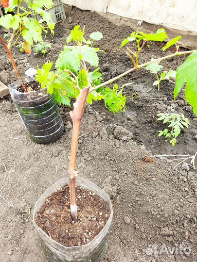 Саженцы винограда Брависсимо, Джина, Ромбик