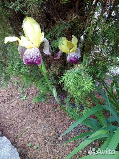 Ирисы