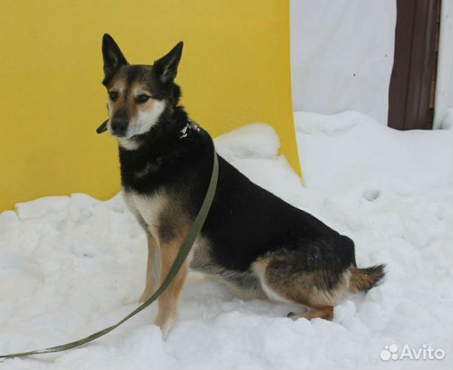 Верба никогда не знала человеческого тепла