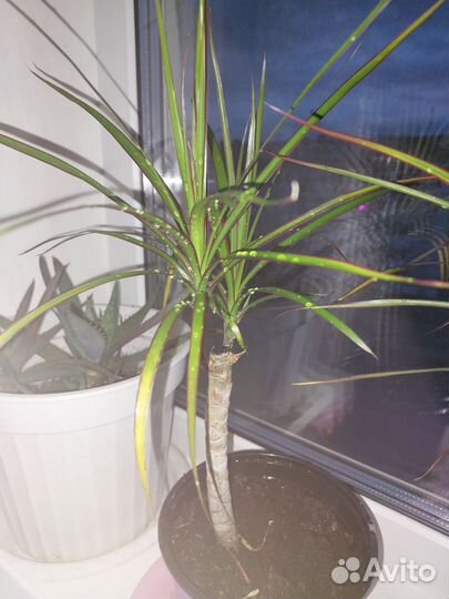Пальма драцена